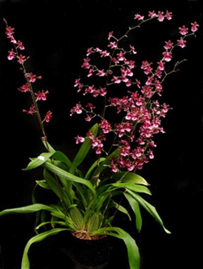 Oncidium Sharry Baby Sweet Fragrance Amaos Jamie Sutton X Honolulu