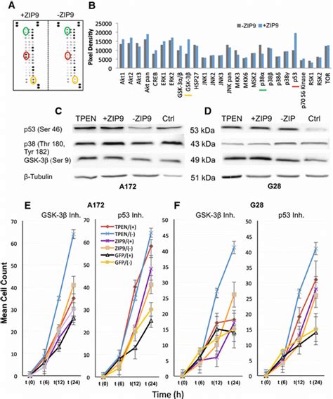 Zip9 Induced Cell Migration Is Dependent On Gsk 3β Phosphorylation A Download Scientific