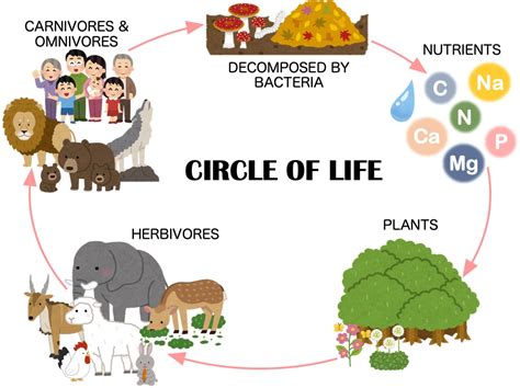 Circle Of Life Diagram