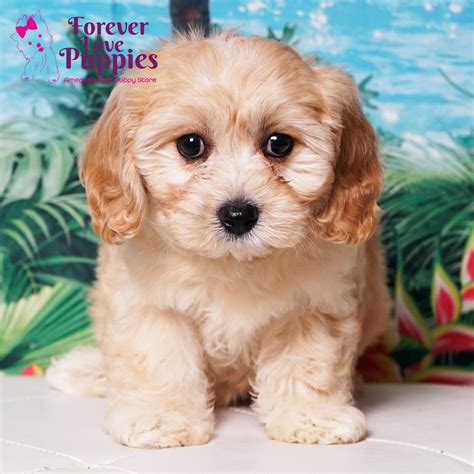 Cavachon Puppies for Sale | Forever Love Puppies