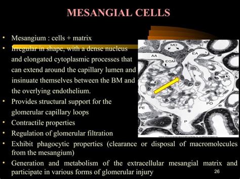 Nephrotic Syndrome Glomerulonephritis PPT