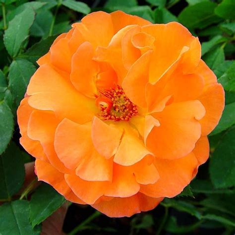 Buy Climbing Rose Metanoia Affordable Gardens4youie