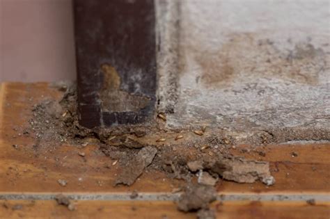 Reasons Why Termites Come Out At Night How To Stop Them Pest Pointers