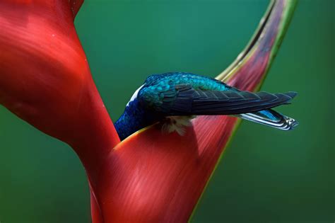 Award Winning Bird Photography