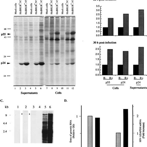 Vpr increases HIV viral production in dividing Jurkat T cells. Jurkat T ... 