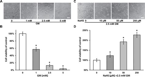 Nahs Protects Viability Of Hei Oc Cells Upon Gentamicin Toxicity A