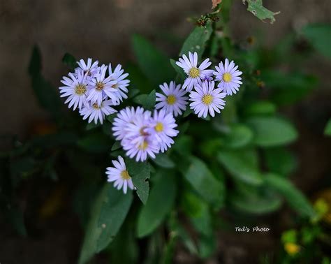 MINIATURE LILIES | THIS IS A MINIATURE LILIES, OF ABOUT 5 IN… | Flickr