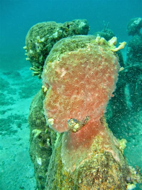 Dive Grenada Grenada S PADI 5 Star Scuba Dive Snorkel Center