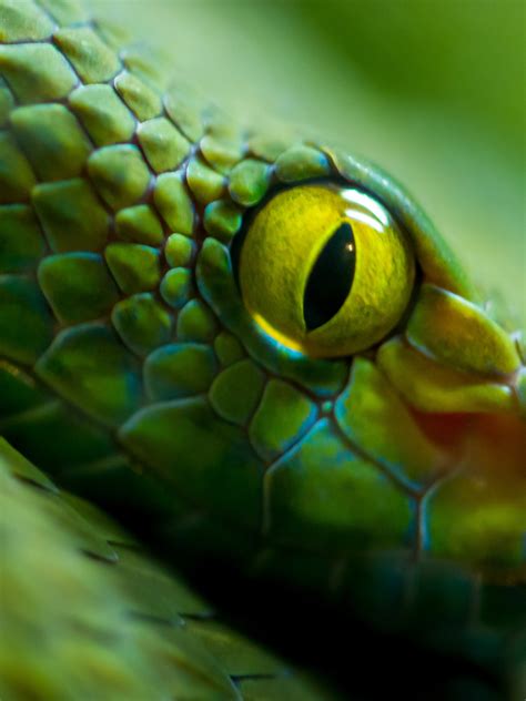 Download wallpaper green, snake, eyes, scales, section animals in resolution 1536x2048