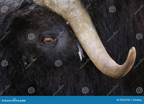 Zoo Animals in Moscow Zoo Park, Russia Stock Image - Image of wool ...