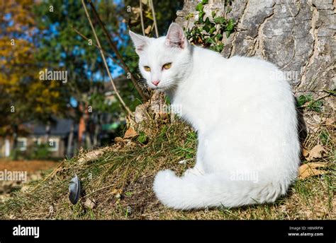 White cat. Pure white domestic cat with green eyes sitting on grass by ...