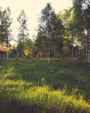 Lanskap Hutan Pohon Hijau Wallpaper Sc AppleWatch