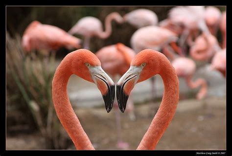 Flamingo Heart Flamingo Pet Birds Heart In Nature