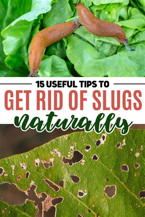 How To Get Rid Of Slugs In The Garden Naturally