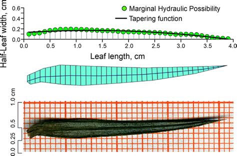 A General Model Of Leaf Length And Half Leaf Width Quadratic