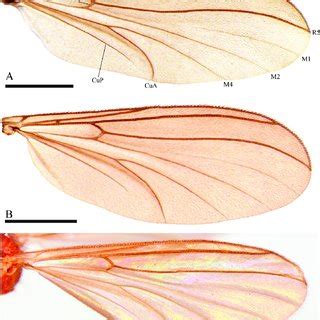 A Male Terminalia Illustrations Of Neuratelia Altoandina Sp Nov