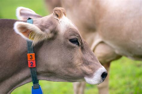 Premium Photo Cows On A Pasture In Alps Cows Eating Grass Cows In