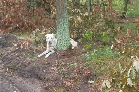 Ktoś przywiązał psa do drzewa i zostawił w bydgoskim lesie Sądząc po