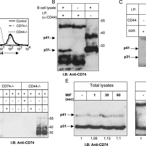 Mif Induces B Cell Survival In A Cd74 And Cd44 Dependent Manner In