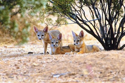 Adaptación de los animales al clima cálido: cómo se enfrentan y sobreviven