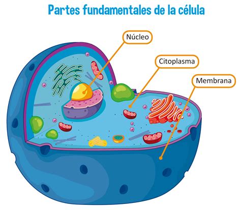 Que Es La Membrana Celular 8