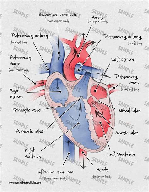 Basic Internal Cardiac Anatomy - Etsy