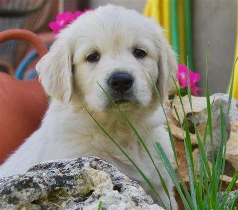 CAMADA DE GOLDEN RETRIEVER POR ENCARGO Central LA 319381416