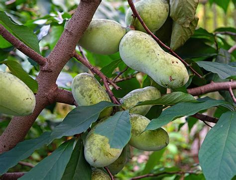 Paw Paw Tree Guide How To Grow And Care For Asimina Triloba