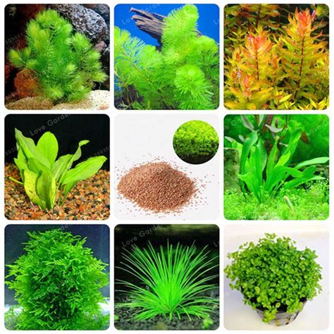 Aquarium Grass Types