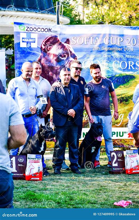 Exposición Sofía Cane Corso Sofia Cup September 23 Del Perro Del