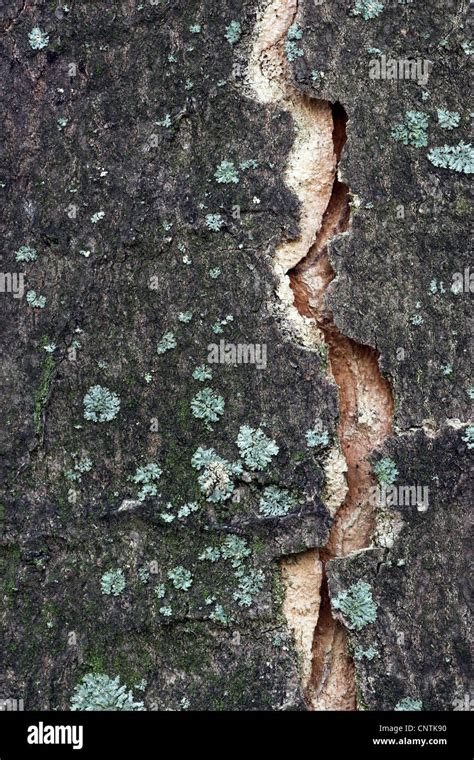 Sycamore Maple Great Maple Acer Pseudoplatanus Bark Germany Stock