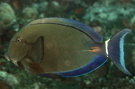 Acanthurus Auranticavus