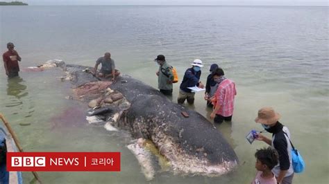 플라스틱 오염 죽은 고래 뱃속에 플라스틱 컵 115개 들어있어 Bbc News 코리아