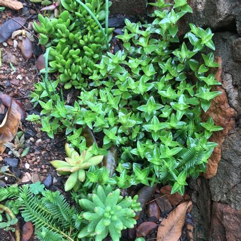 #succulents in the rain | Food forest, Permaculture principles, Succulents