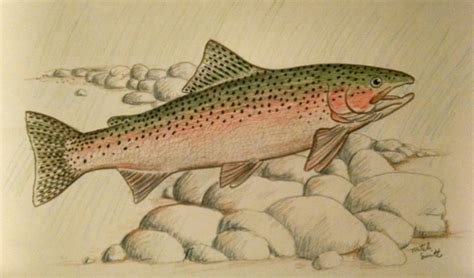 Pencil Drawings Of Trout at Drawing