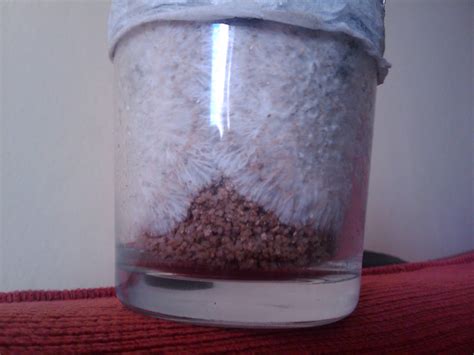 Mycelium Growth Stages In Cake Jars Mushroom Cultivation Shroomery Message Board