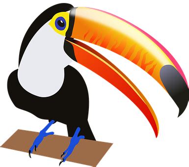 10 Free Toucan Bird Vectors Pixabay