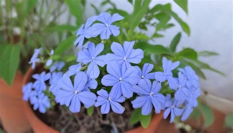 Premium Photo | Cape leadwort or white plumbago