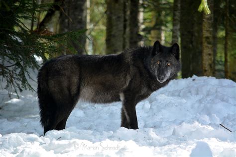 Canadian Wolf | Parc Alpha Loup (St Martin-Vésubie) - Meute … | Flickr