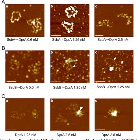 Figure From Bacillus Subtilis Dpra Recruits Reca Onto Single Stranded