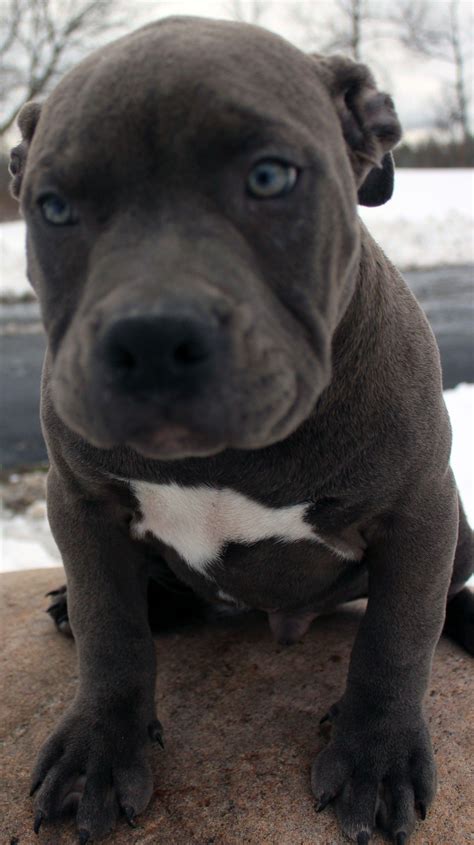 Xxl Pitbull Puppies For Sale Canada : Blue Nose Pitbull Puppies For ...