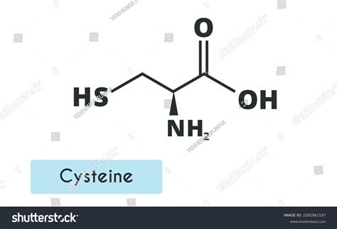 Cysteine Molecule Structure L-cysteine Cys C Stock Vector (Royalty Free ...