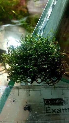 Live Aquarium Java Moss, Size: 5cm X5 cm at Rs 100/pack in Mumbai | ID: 21767386762