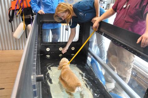 Underwater Treadmill Therapy – Royal Treatment Veterinary Center