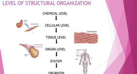 Overview of Anatomy and Physiology Flashcards | Quizlet