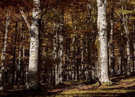 Escursioni Funghi E Giardino Botanico Alla Scoperta Del Cansiglio