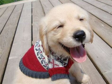 23 Dogs In Sweaters That Will Make You Want To Snuggle | Pupcraze