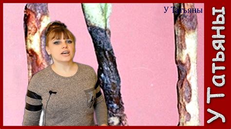 Спасение от ЧЕРНОЙ НОЖКИ. Как избавиться от черной ножки на рассаде ...