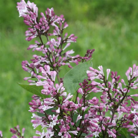 Lilac Bushes for Sale | Bloomerang Lilac | Proven Winners Direct