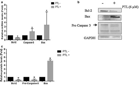 The Apoptotic Genes Expressions In Hela Cells Parthenolide Regulates